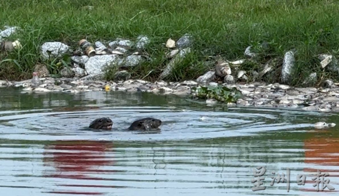 海水倒灌死鱼遍布河面·吸引水獭享用美食