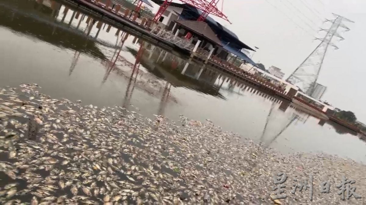 海水倒灌死鱼遍布河面·吸引水獭享用美食