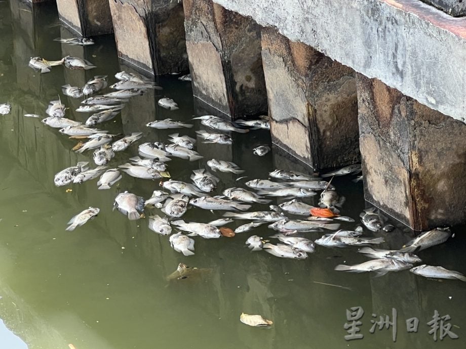 海水倒灌死鱼遍布河面·吸引水獭享用美食