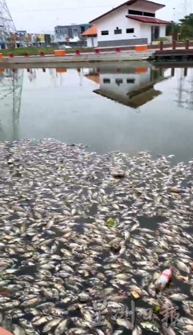 海水倒灌死鱼遍布河面·吸引水獭享用美食