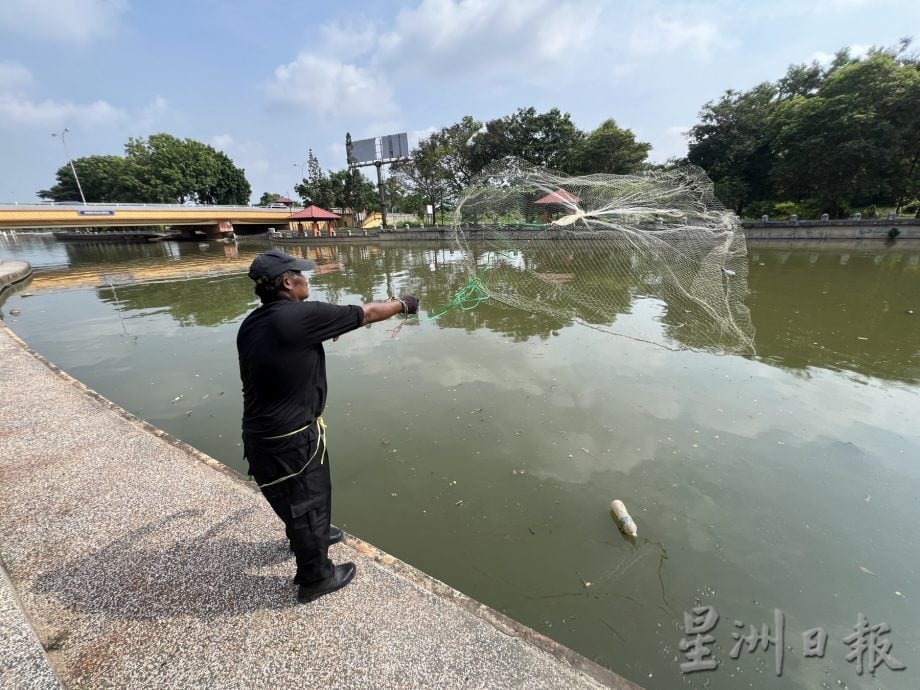 海水倒灌死鱼遍布河面·吸引水獭享用美食