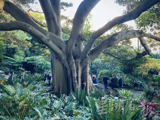 【澳洲】雨天转晴的冬日悉尼，闪耀最鲜艳的梦