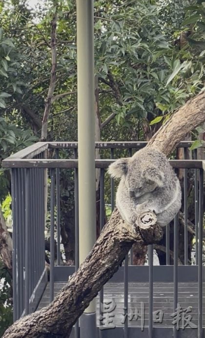 【澳洲】雨天转晴的冬日悉尼，闪耀最鲜艳的梦