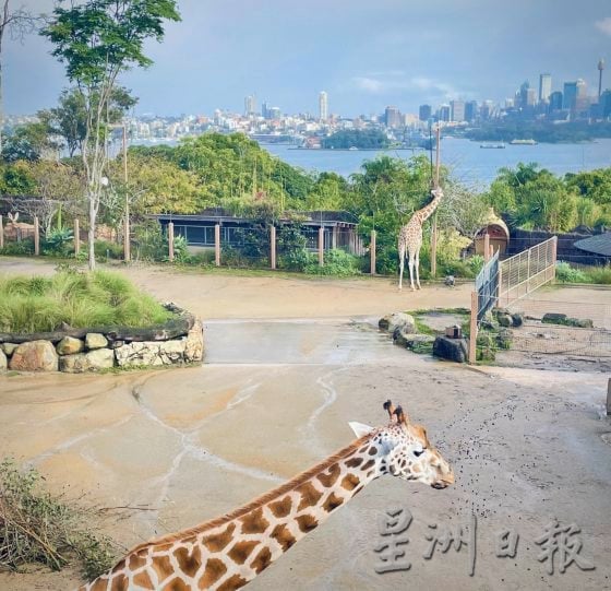 【澳洲】雨天转晴的冬日悉尼，闪耀最鲜艳的梦