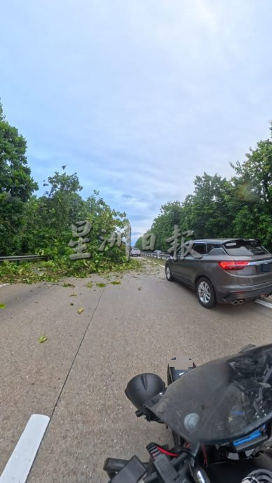 南北大道宋溪往美罗 树倒横卧路面