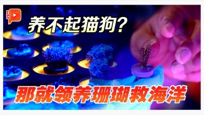 珊瑚也能领养！你愿意成为大马海洋守护者吗？