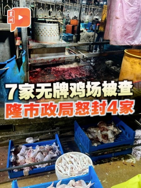 7家无牌鸡场被查 隆市政局怒封4家