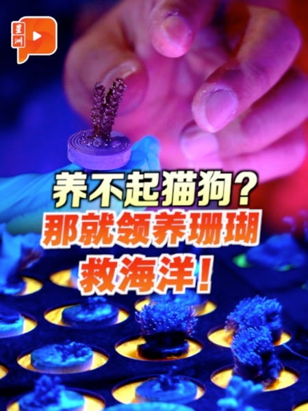 珊瑚也能领养！你愿意成为大马海洋守护者吗？