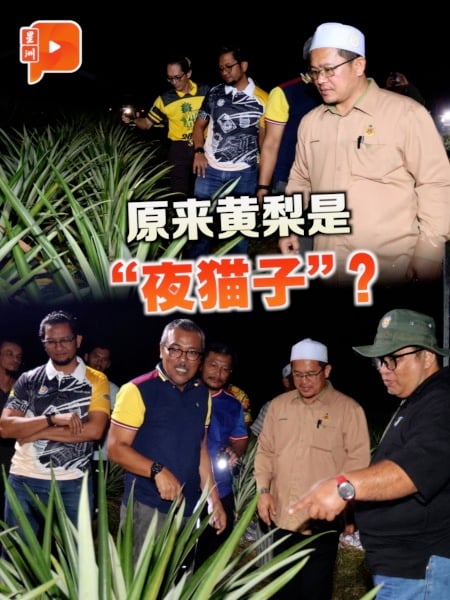 晚上施肥更高效？丹州试行夜间种黄梨