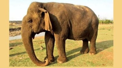 India’s Vatsala, believed to be oldest elephant in captivity, dies aged over 100