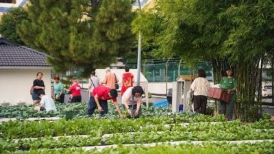 First harvest of AI-driven urban farming at Grandview condo in Penang