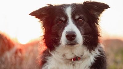 回家途中遭牧羊犬袭击 3岁童左小腿受伤