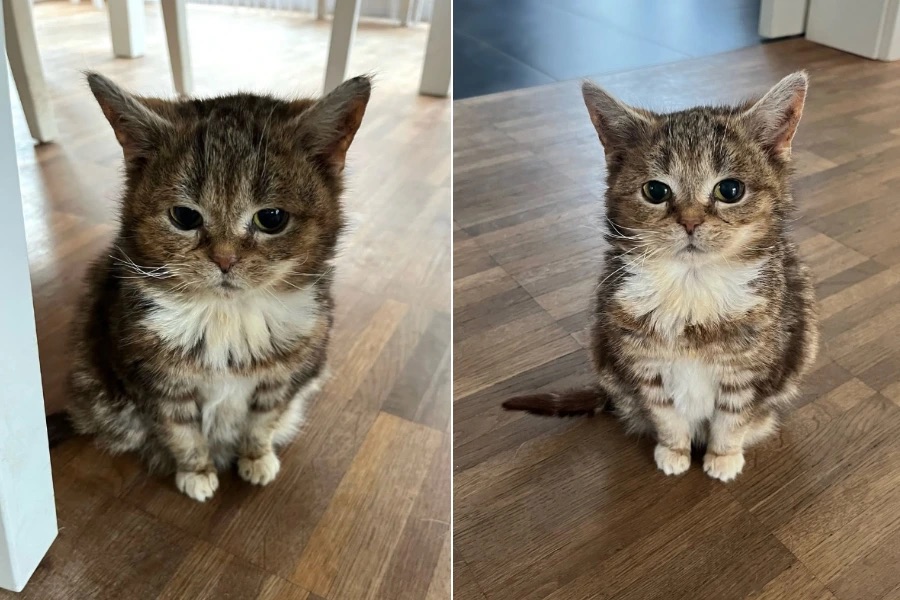 15岁老猫萌如奶猫 原来它是“侏儒猫”