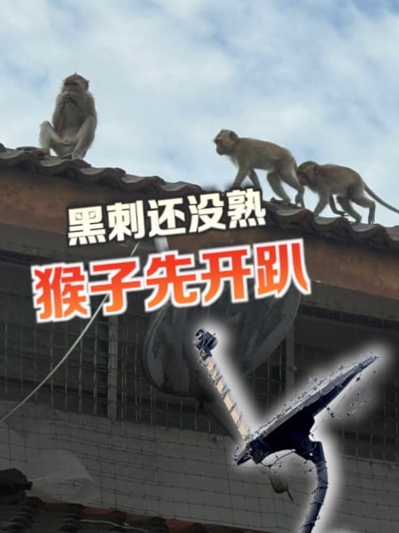 猴子天天攻城拔寨 居民黑刺都保不住