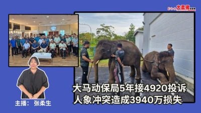 大柔佛三分钟 | 大马动保局5年接4920投诉 人象冲突造成3940万损失