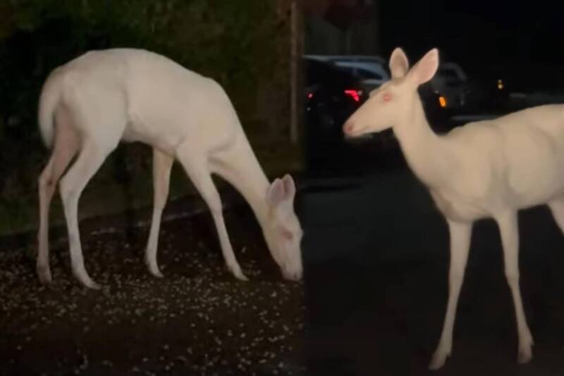 3万分之1的幸运！ 美国男上班巧遇仙气神兽“白化鹿”