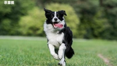 回家途中遭牧羊犬袭击 3岁童左小腿受伤
