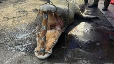 砂森林企业机即起至21日 展开捕鳄行动