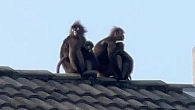 视频 | 郁乌叶猴住家屋顶上看“日落” 居民晚餐后的观赏对象！