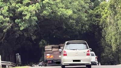 视频 | 甲州道路两侧大树茂密 成暗黑“隧道” 枝干随时断落！