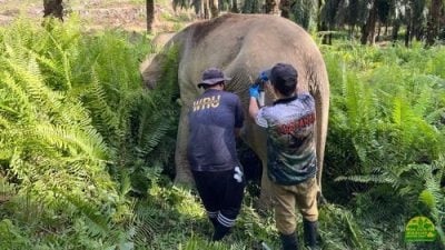 母象跛行徘徊园坵  野生动物局出手相救