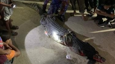 3米凶鳄夜闯甘榜 身缠渔网被捉
