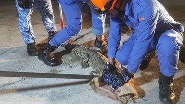 长约1.5米重约20公斤 鳄鱼夜闯民宅吓坏屋主
