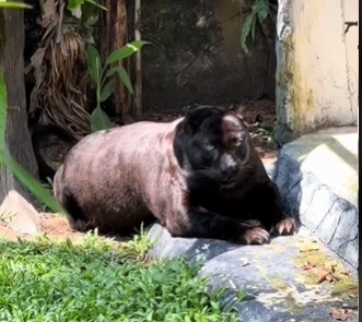 Apoh身形圆浑成萌宠 网:黑豹还是黑熊?