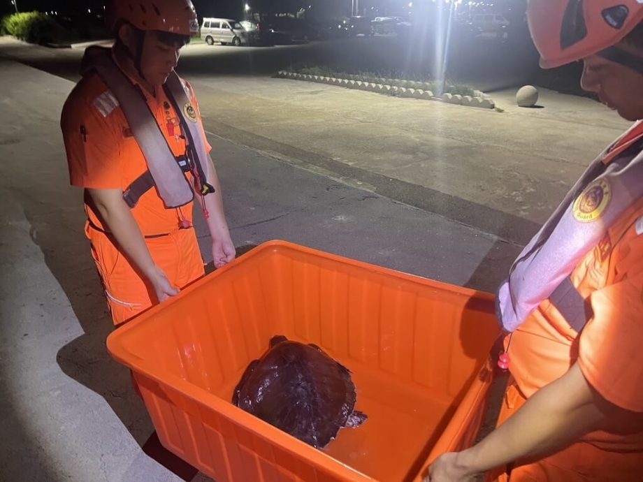 台湾保育类榄蠵龟困网哀吼 澎湖岸巡闻声及时救援