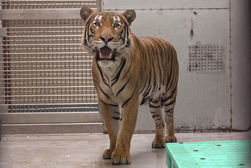 新加坡动物园雄马来虎抵台 配对守护族群未来