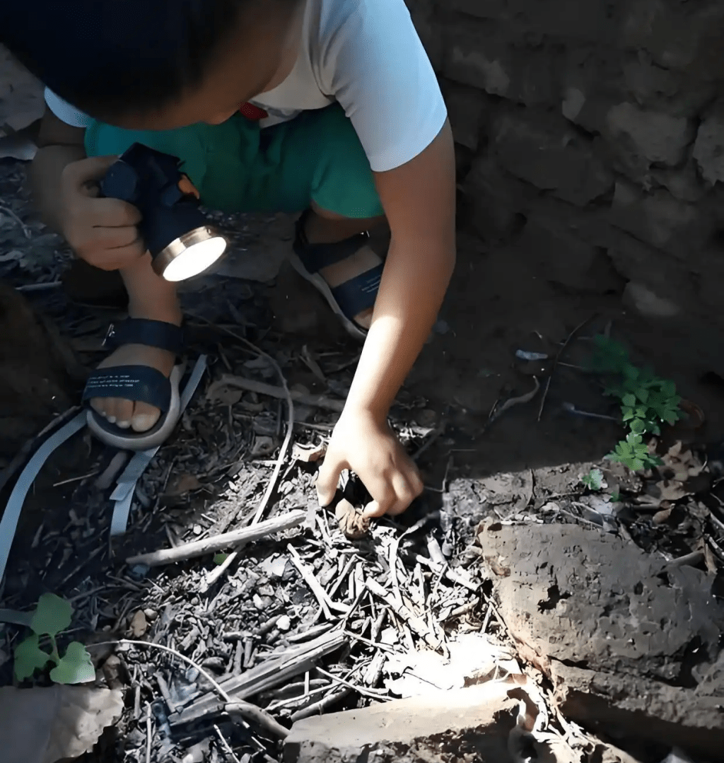 “金蝉猎人”日赚过万 知了猴面包人人喜爱