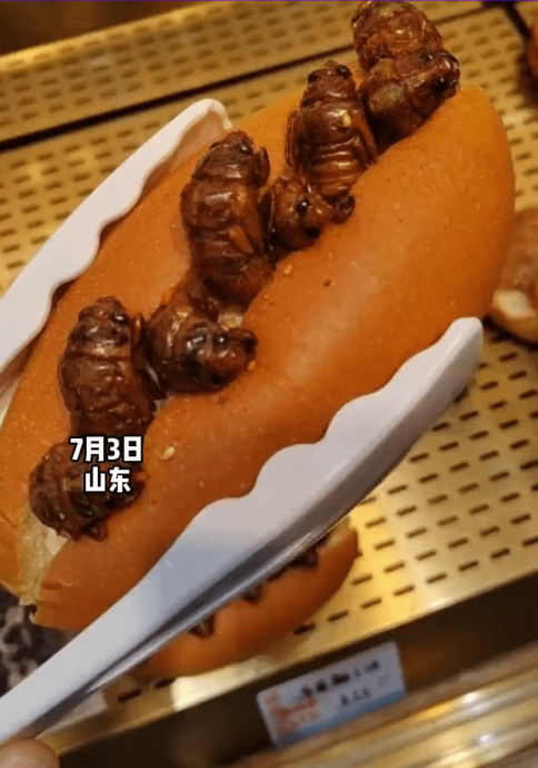 “金蝉猎人”日赚过万 知了猴面包人人喜爱