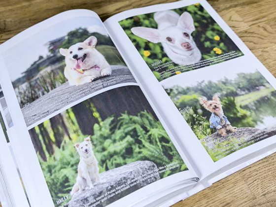 《全球爱宠故事4》大马站招募,等待你来分享毛孩的动人故事