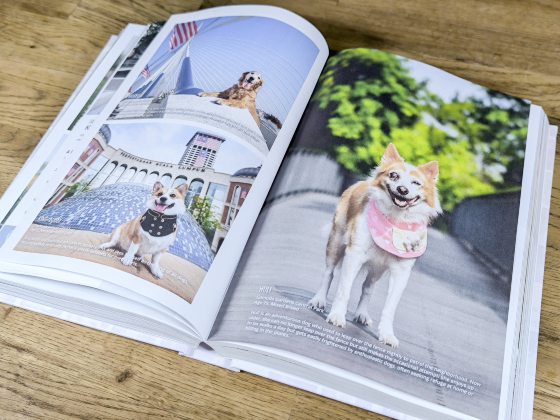 《全球爱宠故事4》大马站招募,等待你来分享毛孩的动人故事