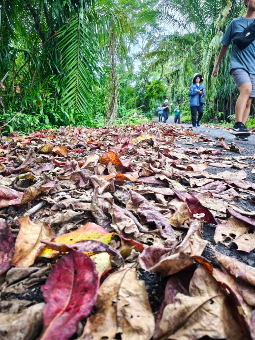 《半岛心旅行》:东海岸“丛林火车”