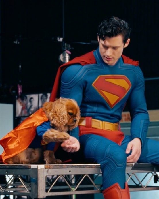 《超人》狗明星爆红成顶流 掀领养毛小孩热潮