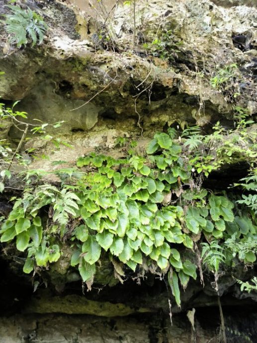【别有洞天／03】从石灰岩山长出的独特植物生命
