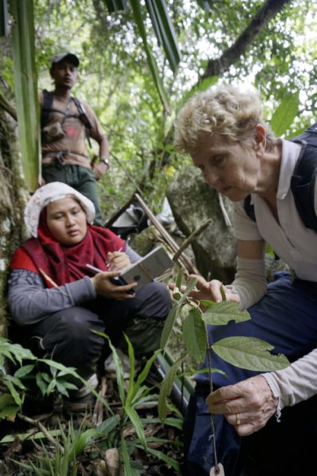 【别有洞天／03】从石灰岩山长出的独特植物生命