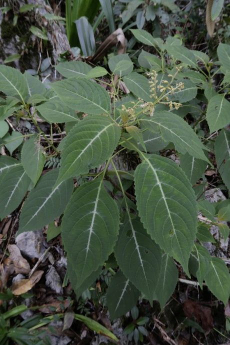 【别有洞天／03】从石灰岩山长出的独特植物生命