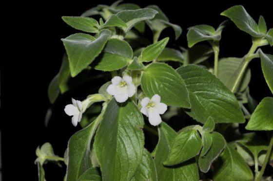 【别有洞天／03】从石灰岩山长出的独特植物生命