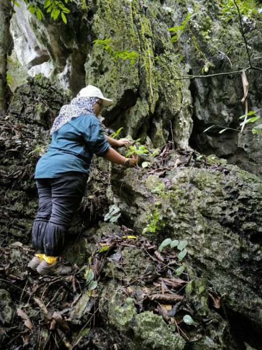 【别有洞天／03】从石灰岩山长出的独特植物生命