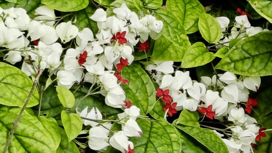 【新加坡】新加坡：惊喜精彩，无处不相逢！