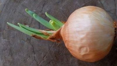 发芽洋葱可照吃？ 或生成毒素 勿大量频繁食用