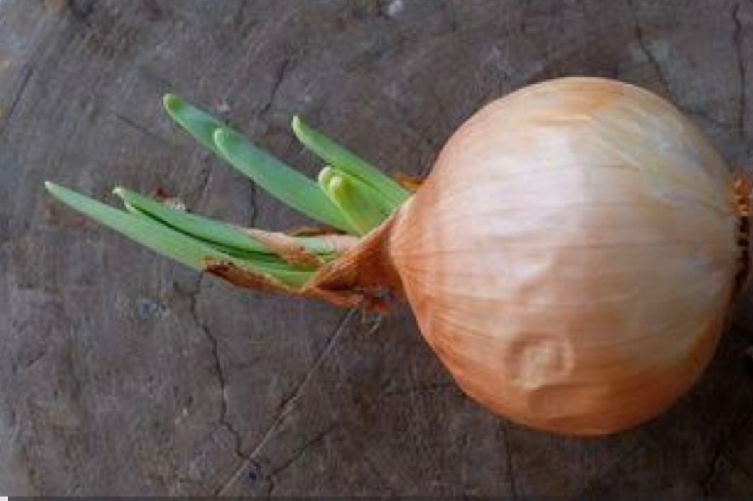 【求真】发芽洋葱可照吃？ 或生成毒素勿大量频繁食用