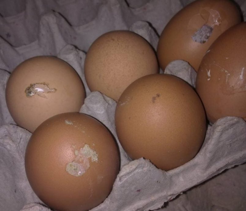【求真】|蛋壳要洗？或有鸡粪细菌污染食物