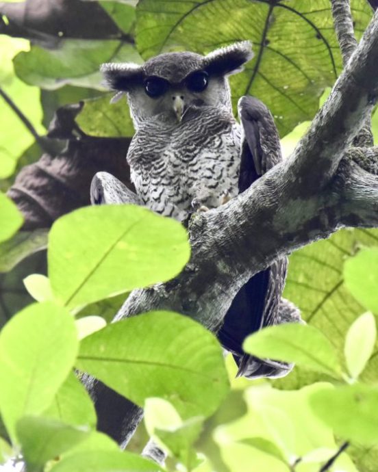 【生物多样性在新山/01】走入新山荒林,探寻珍贵的生命物种