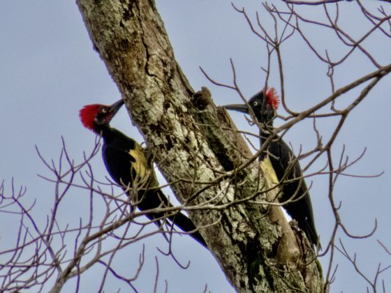 【生物多样性在新山/01】走入新山荒林,探寻珍贵的生命物种