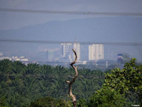 【生物多样性在新山/01】走入新山荒林,探寻珍贵的生命物种