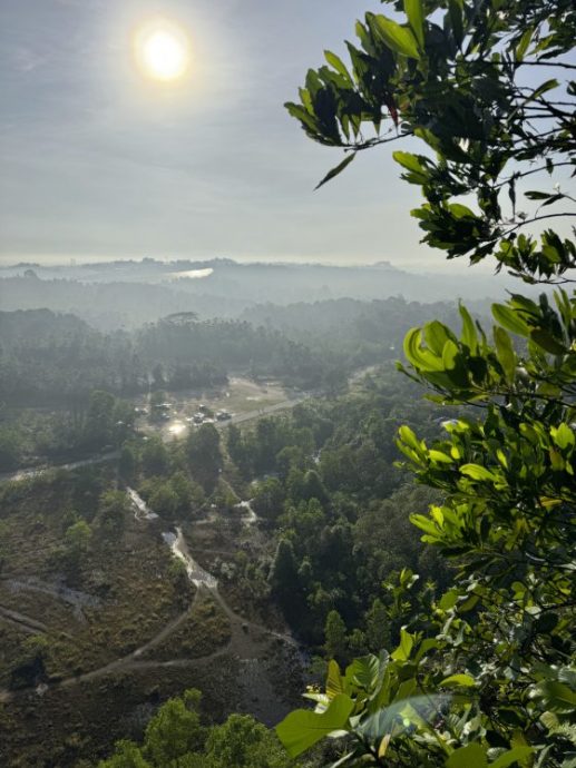 【生物多样性在新山/01】走入新山荒林,探寻珍贵的生命物种