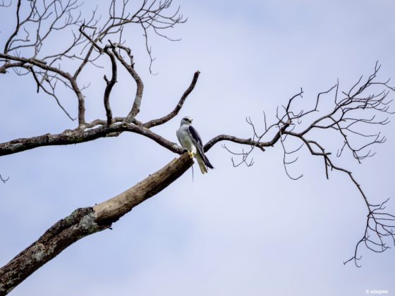 【生物多样性在新山/01】走入新山荒林,探寻珍贵的生命物种